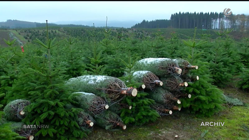Weihnachtsbaum-Saison beginnt (Foto: SAT.1 NRW)