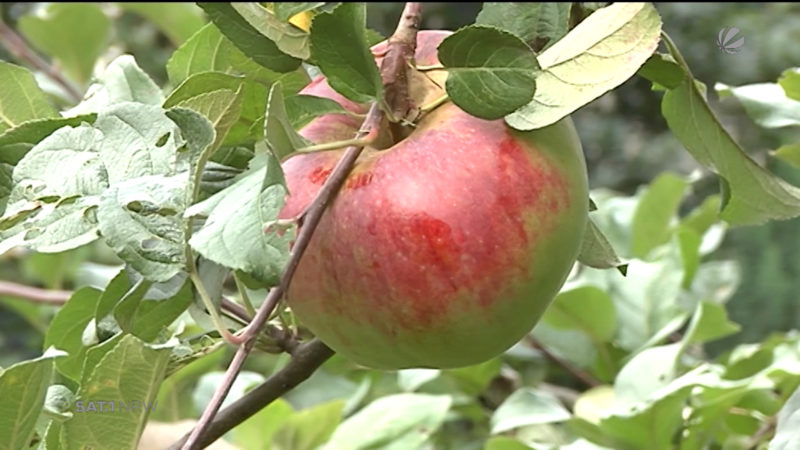 Apfel-Krise (Foto: SAT.1 NRW)