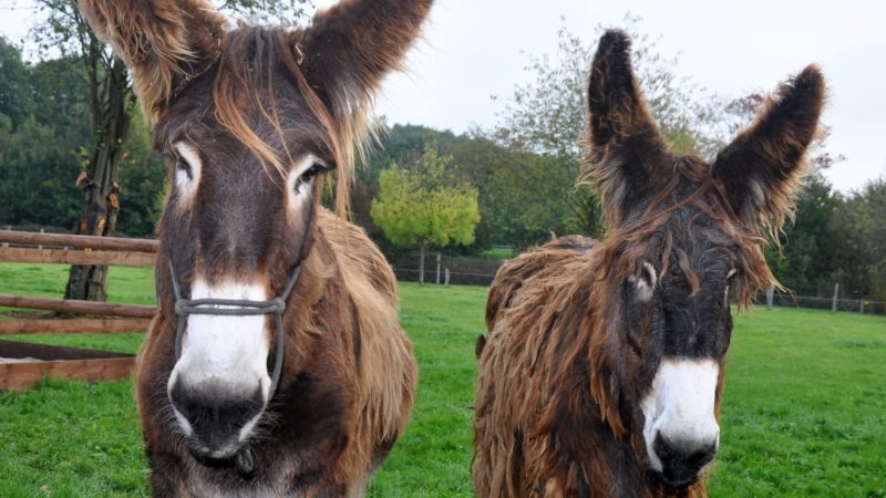 Ministerin Silke Gorißen würdigt Tierrettung (Foto: Tierpark Weeze)
