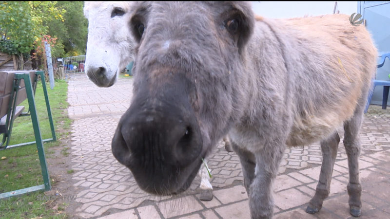 Esel vor Schlachter gerettet (Foto: SAT.1 NRW)