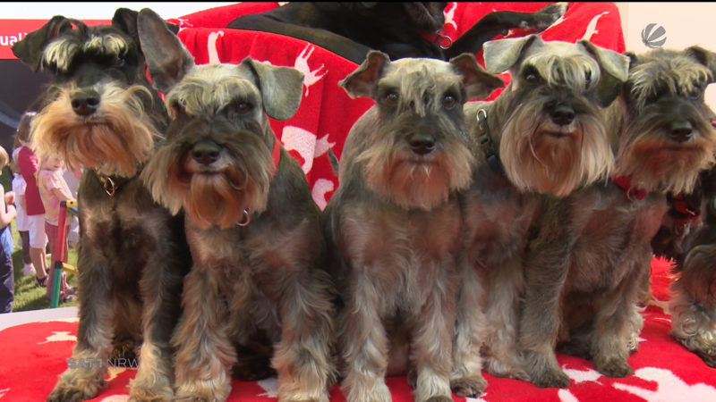 Häufchen-Beauftragter auf der Hund und Pferd (Foto: SAT.1 NRW)