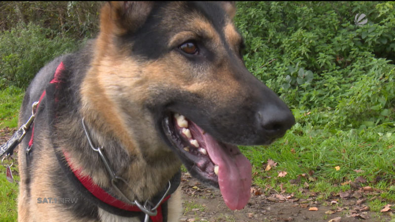 Hund aus Hattingen fast totgeprügelt (Foto: SAT.1 NRW)