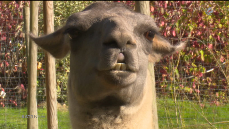 Hype um Lamas (Foto: SAT.1 NRW)