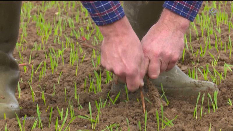 Landwirte beklagen Trockenheit (Foto: SAT.1 NRW)