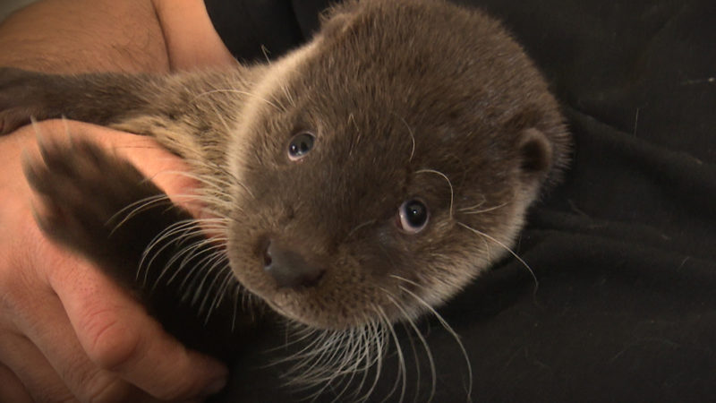 Neue Familie für Otter Baby (Foto: SAT.1 NRW)
