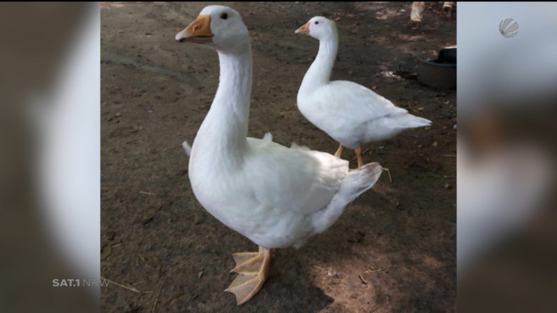 Gänse Gustav und Gisela entführt (Foto: SAT.1 NRW)