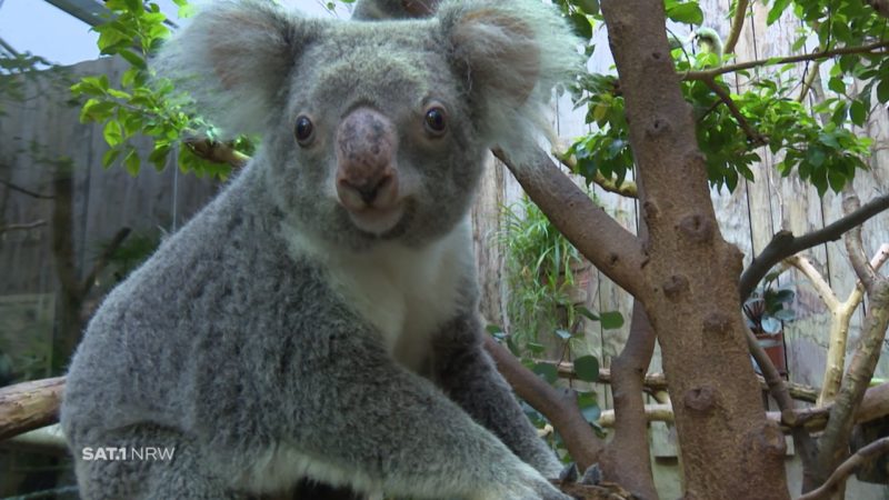 Koala geboren in Duisburg (Foto: SAT.1 NRW)