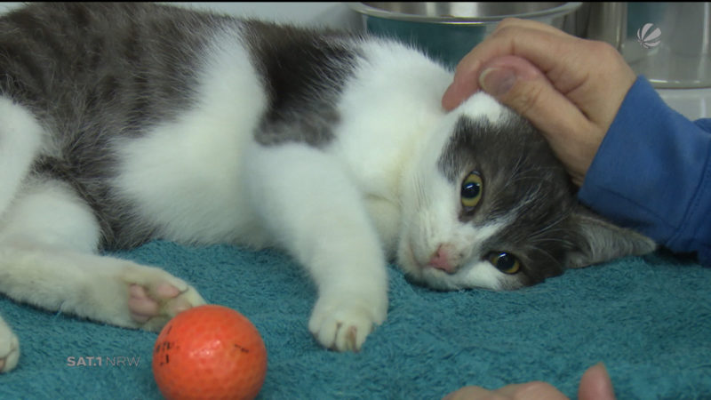 Katze als Fussball benutzt (Foto: SAT.1 NRW)