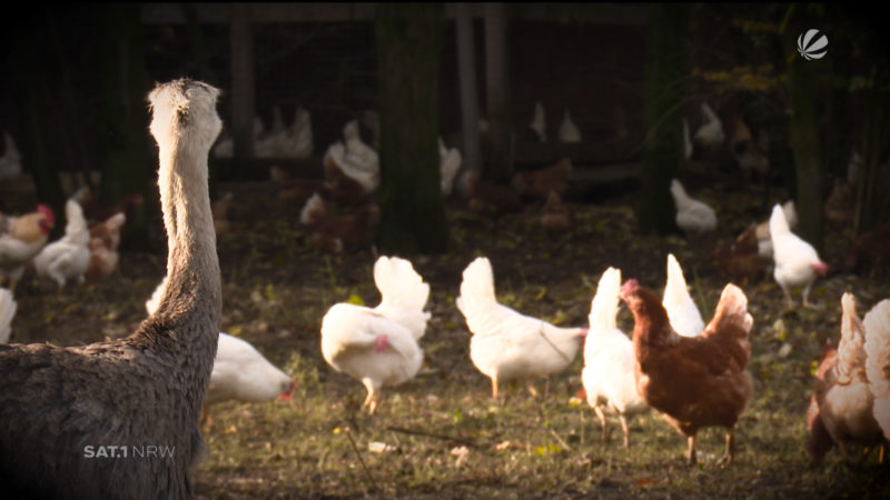Mission der Security-Nandus (Foto: SAT.1 NRW)