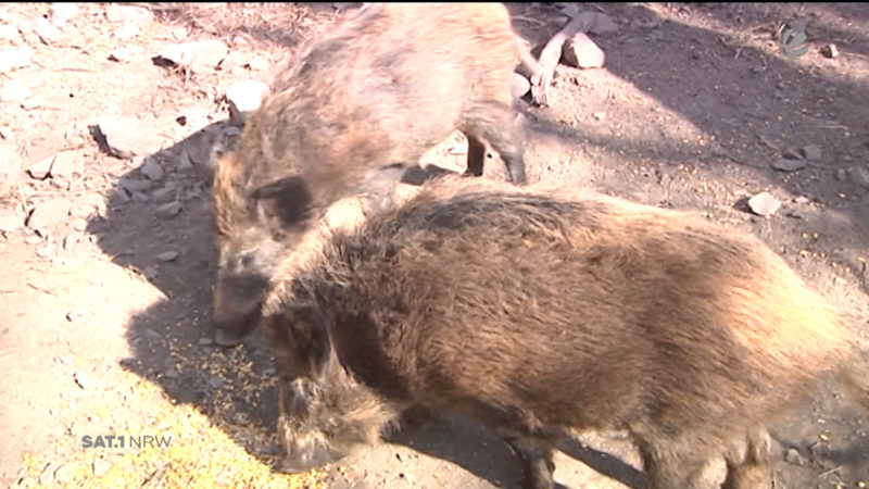 Wildschweine verwüsten Wohngebiet (Foto: SAT.1 NRW)
