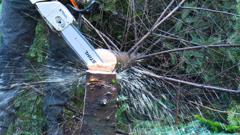 Das Sauerland eröffnet Weihnachtsbaum-Saison (Foto: SAT.1 NRW)