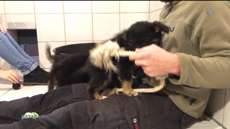 Hundewelpen aus Abfallbeutel gerettet (Foto: SAT.1 NRW)