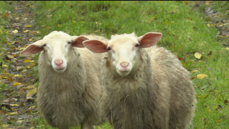 Hat in NRW ein Wolf zugeschlagen? (Foto: SAT.1 NRW)