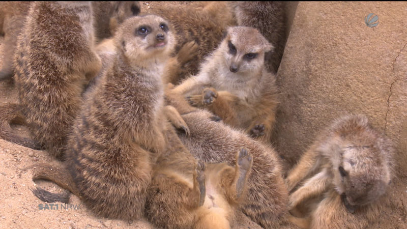 Zootiere vermissen Besucher (Foto: SAT.1 NRW)