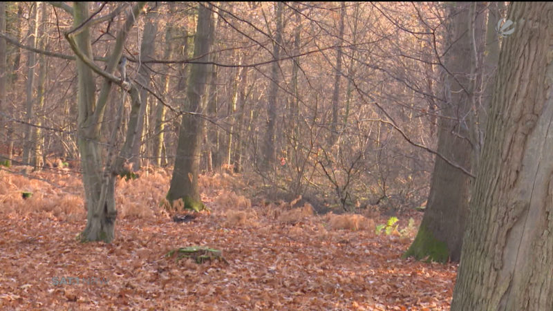 Brandschutzmängel an Hambach-Baumhäusern (Foto: SAT.1 NRW)