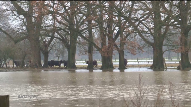 Emsdetten: Rinder auf Insel gefangen (Foto: SAT.1 NRW)