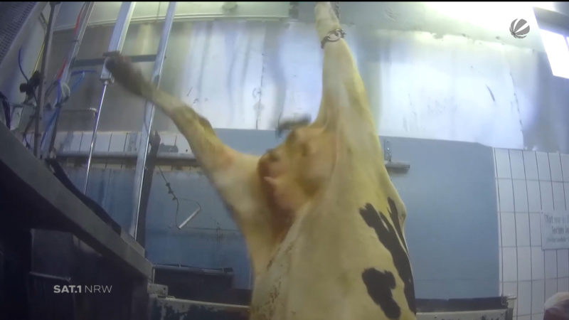 "Soko Tierschutz" zeigt die Wahrheit auf einem Schlachthof (Foto: SAT.1 NRW)