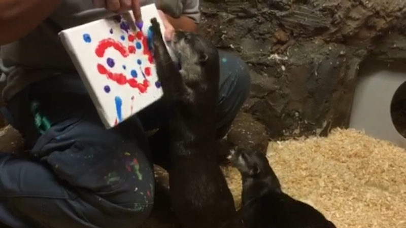 Malende Otter (Foto: SAT.1 NRW)