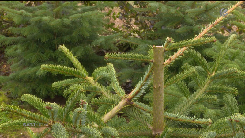 Unbekannte schneiden Weihnachtsbäumen die Spitze ab (Foto: SAT.1 NRW)