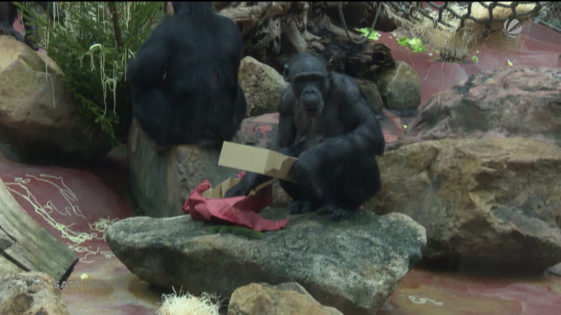 Weihnachten im Zoo (Foto: SAT.1 NRW)