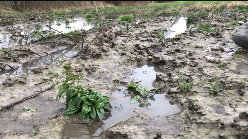 Bauern leiden unter Regen (Foto: SAT.1 NRW)