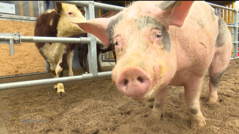 Gnadenhof schenkt Tieren neues zu Hause (Foto: SAT.1 NRW)