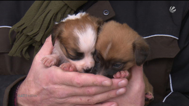 Hundewelpen fast erfroren (Foto: SAT.1 NRW)