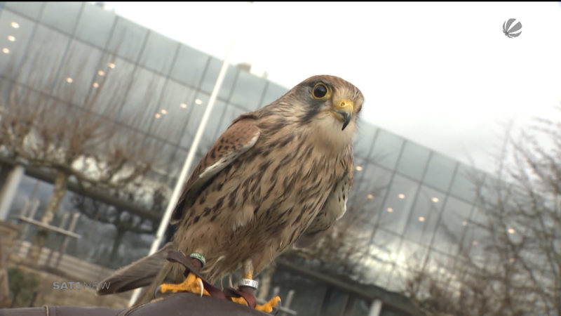 Messe Jagd & Hund erwartet zahlreiche Besucher (Foto: SAT.1 NRW)