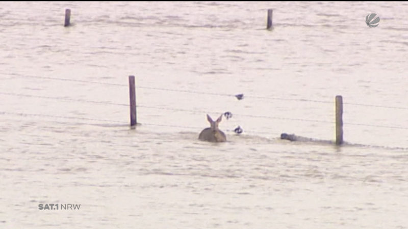 Reh-Rettung bei Kleve (Foto: SAT.1 NRW)