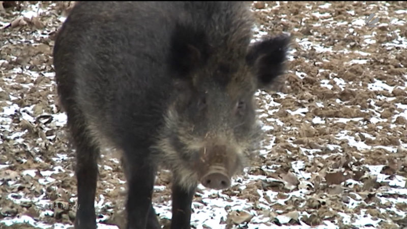 Großjagd auf Wildschweine (Foto: SAT.1 NRW)