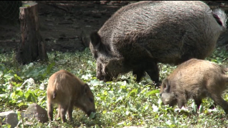 Bauernverband fordert: Tötung von 70% aller Wildschweine (Foto: SAT.1 NRW)