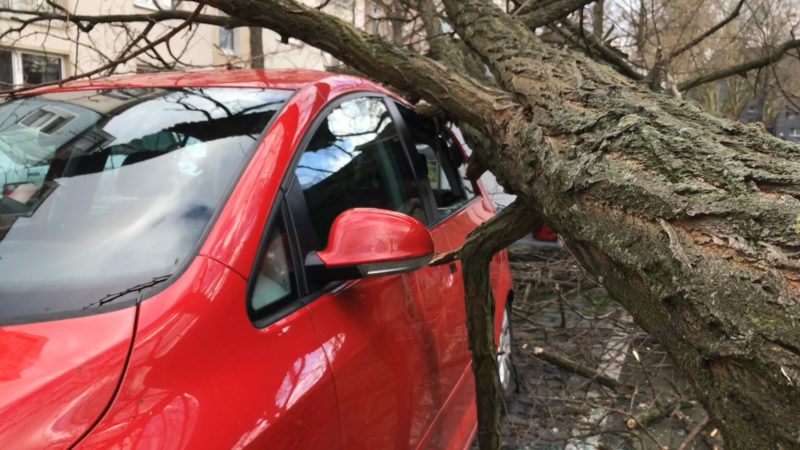 Sturmschäden: Was jetzt? (Foto: SAT.1 NRW)