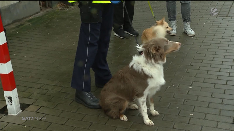 Hunde und Kaninchen aus Messi-Wohnung gerettet (Foto: SAT.1 NRW)