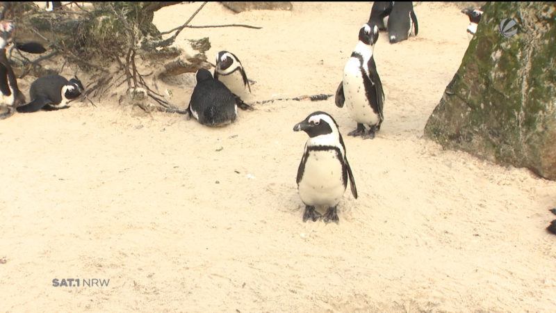 Allwetterzoo Münster wird modernisiert (Foto: SAT.1 NRW)