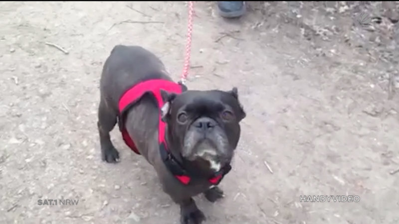 Versicherungsbetrug: Bulldogge absichtlich verletzt? (Foto: SAT.1 NRW)