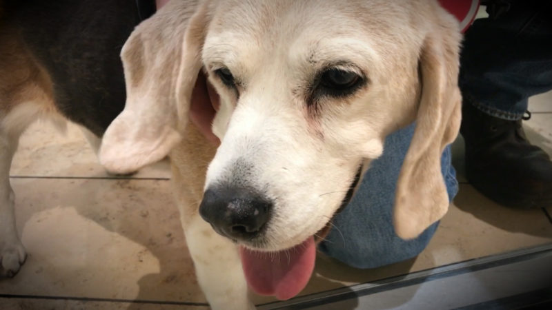 Hund mit Marotte (Foto: SAT.1 NRW)