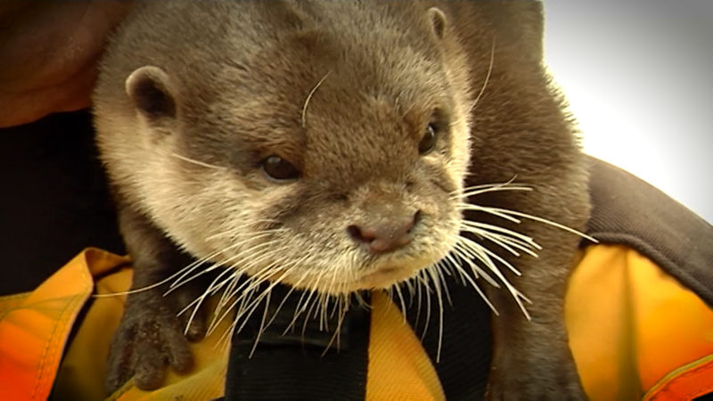 Otter Nemo ist tot (Foto: SAT.1 NRW)