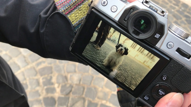 Dogs of Paderborn (Foto: SAT.1 NRW)