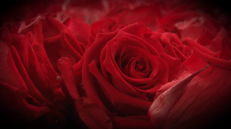 Rosenkrieg vor Valentinstag (Foto: SAT.1 NRW)