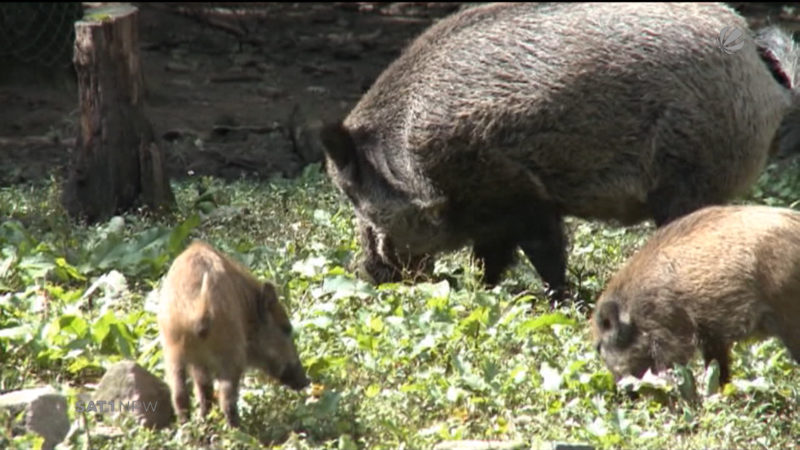 Petition gegen Schweineschießen (Foto: SAT.1 NRW)