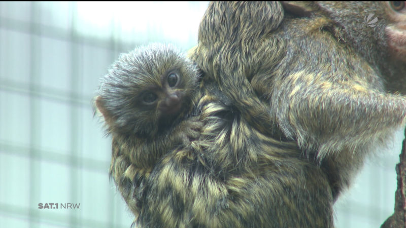 Nachwuchs im Zoo Dortmund (Foto: SAT.1 NRW)