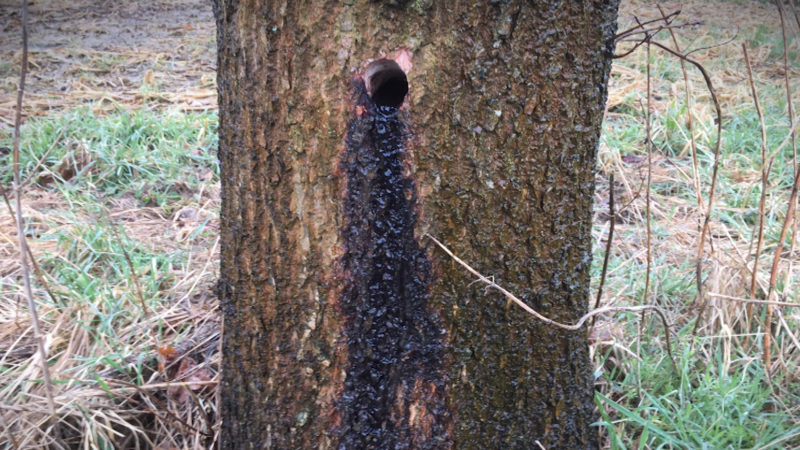 Bäume in Gefahr? (Foto: SAT.1 NRW)