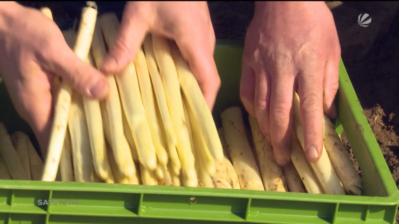 Spargel-Bauern sind zufrieden (Foto: SAT.1 NRW)