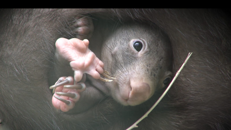 Wombat Baby (Foto: SAT.1 NRW)