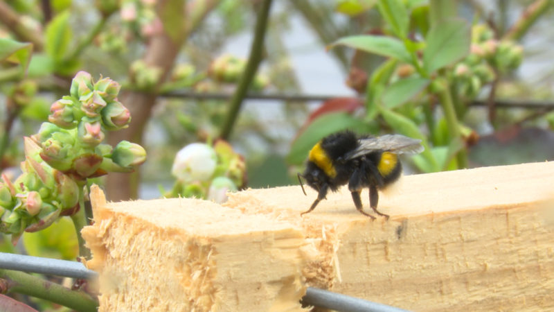 Hummeln mieten (Foto: SAT.1 NRW)