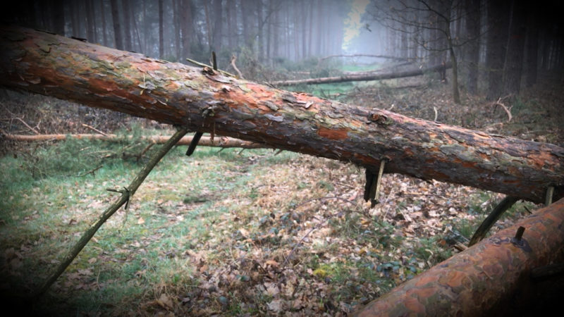 NRW-Wälder vor dem Kollaps (Foto: SAT.1 NRW)