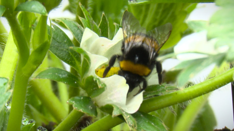 Bienenschwarm stoppt Baustelle (Foto: SAT.1 NRW)