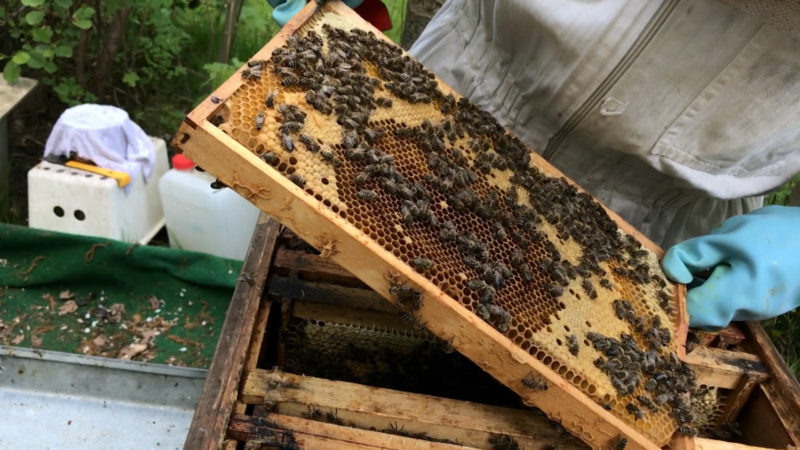 Bienenstöcke zerstört (Foto: SAT.1 NRW)