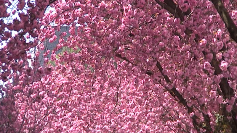 Bonner-Kirschblüten in Gefahr (Foto: SAT.1 NRW)