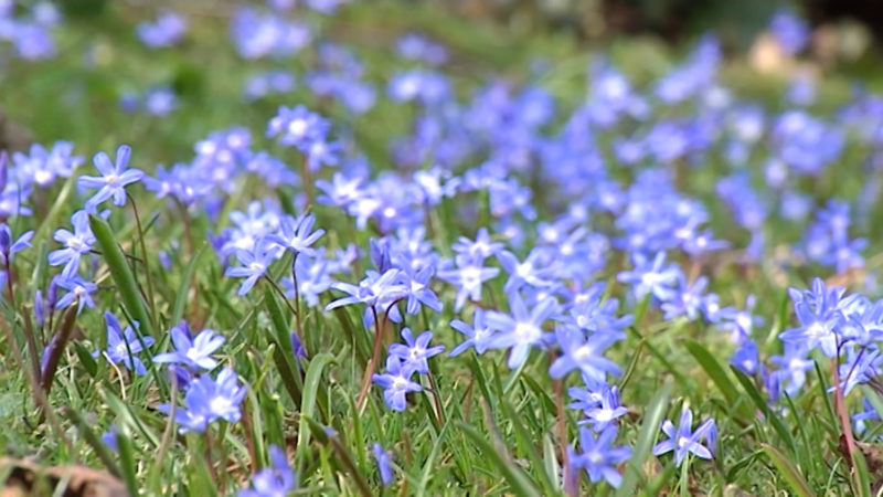 Frühling (Foto: SAT.1 NRW)